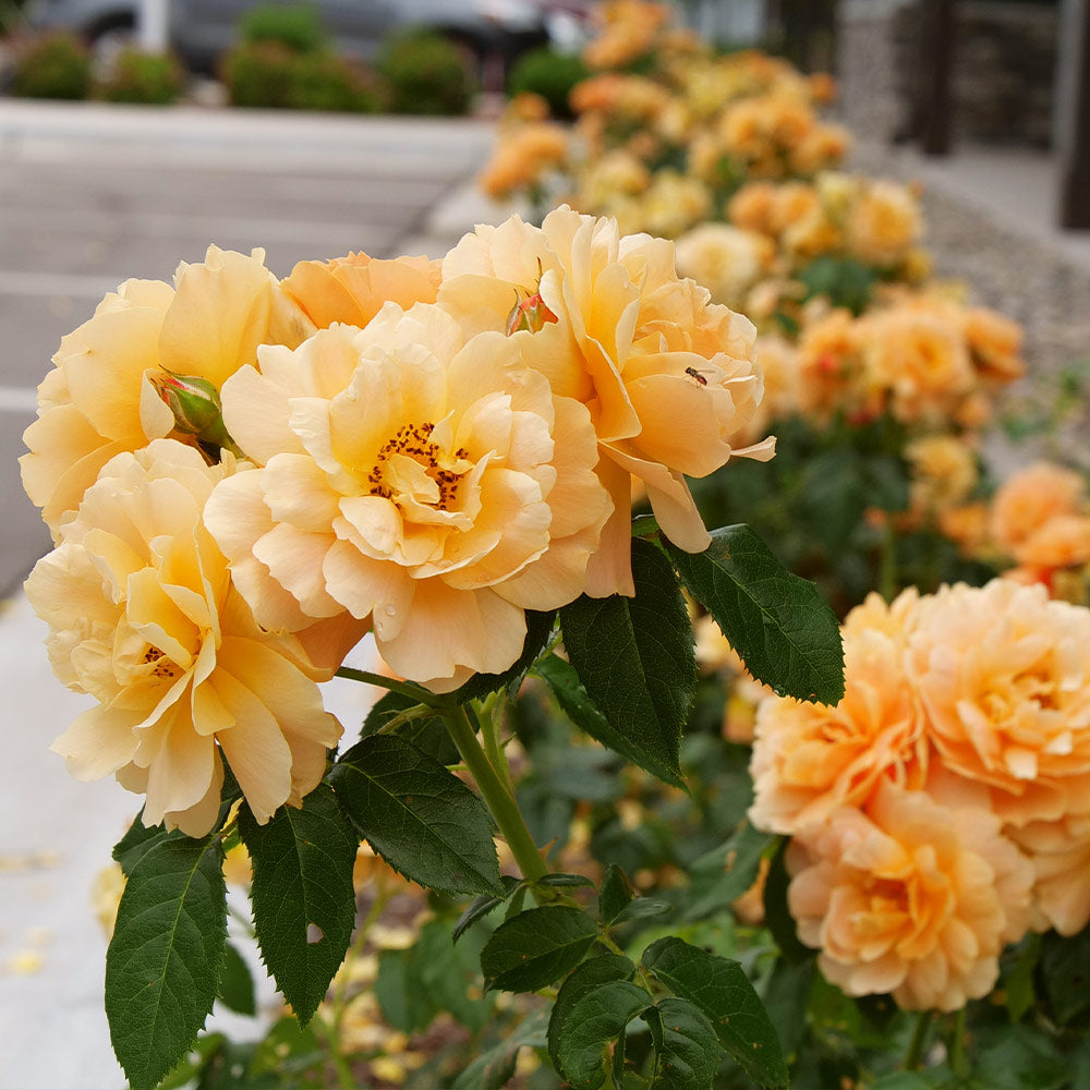 Proven Winners® At Last® Rose Shrub