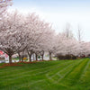 Autumn Cherry Tree