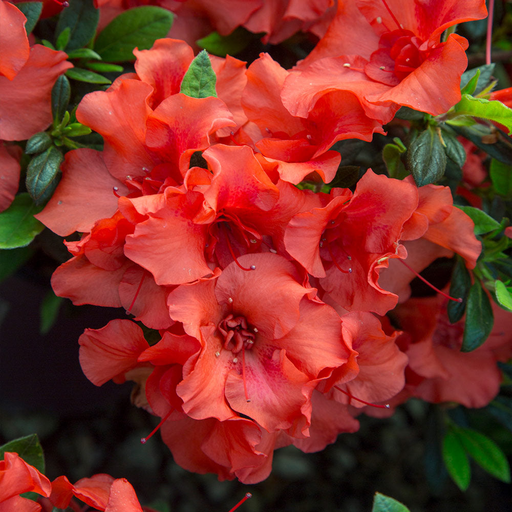 Autumn Embers® Encore® Azalea Shrub