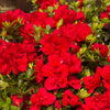 Autumn Bonfire® Encore® Azalea Shrub