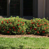 Autumn Fire® Encore® Azalea Shrub