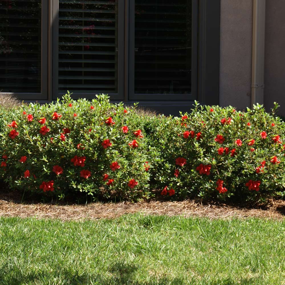 Autumn Fire® Encore® Azalea Shrub