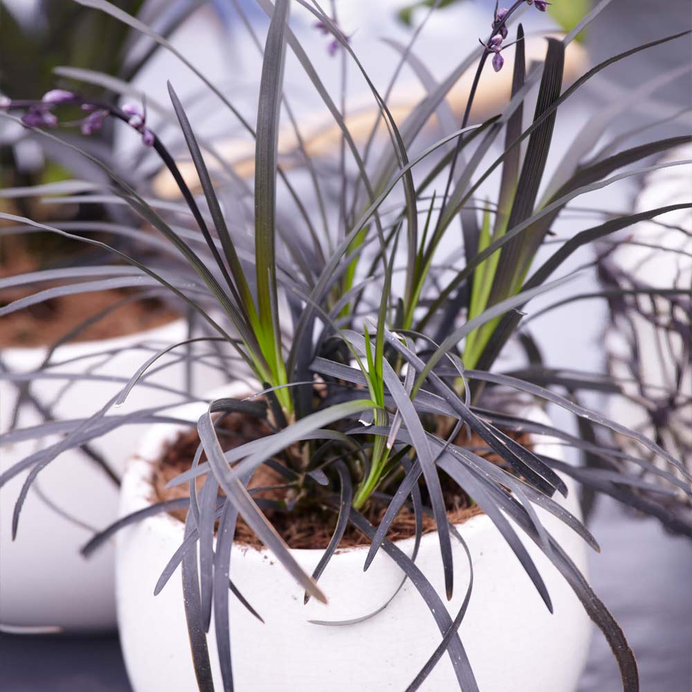 Black Mondo Grass