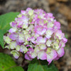 Endless Summer® BloomStruck® Reblooming Hydrangea Shrub