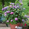Endless Summer® BloomStruck® Reblooming Hydrangea Shrub