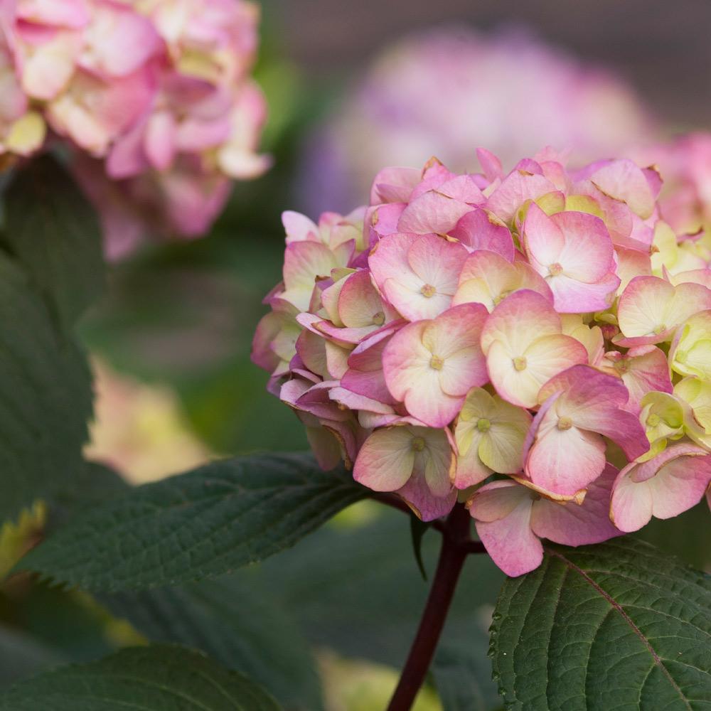 Endless Summer® BloomStruck® Reblooming Hydrangea Shrub