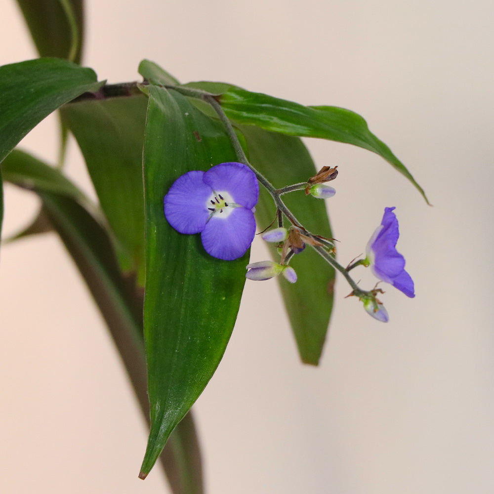 Weeping Blue Ginger Plant