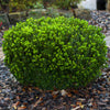 Southern Living® Baby Gem Boxwood Shrub