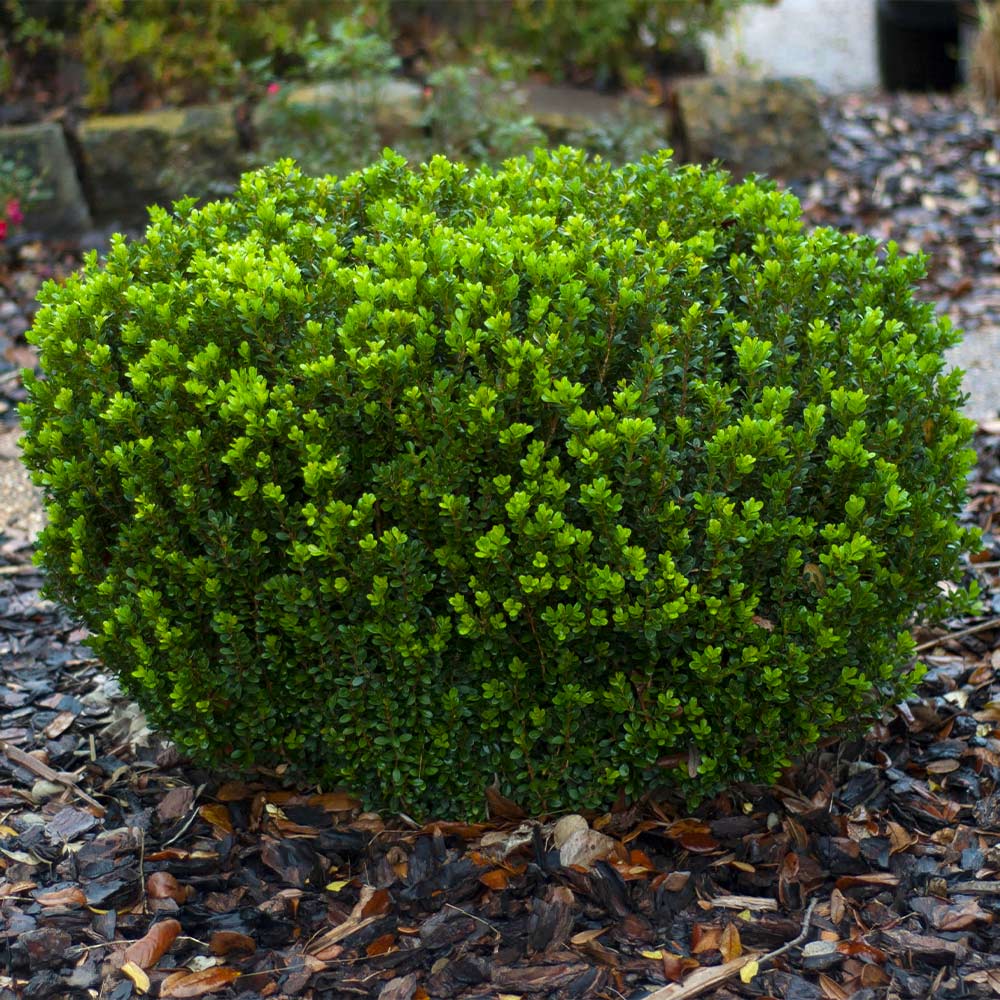 Southern Living® Baby Gem Boxwood Shrub