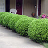 Southern Living® Baby Gem Boxwood Shrub