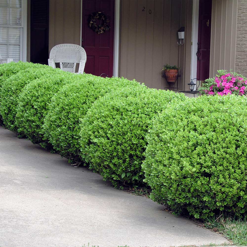 Southern Living® Baby Gem Boxwood Shrub