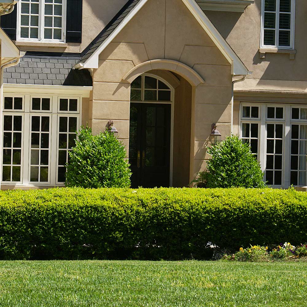 Southern Living® Baby Gem Boxwood Shrub
