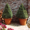 Southern Living® Baby Gem Boxwood Shrub