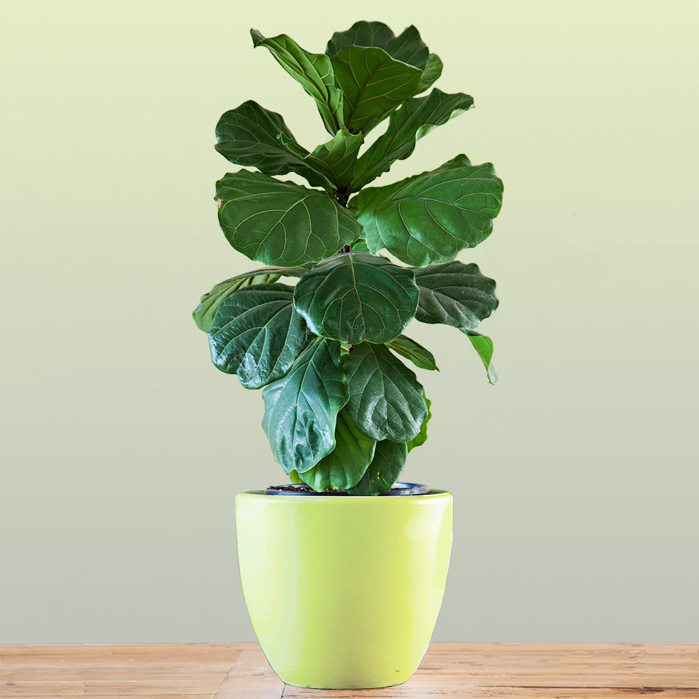 Bambino Fiddle Leaf Fig