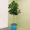 Bambino Fiddle Leaf Fig