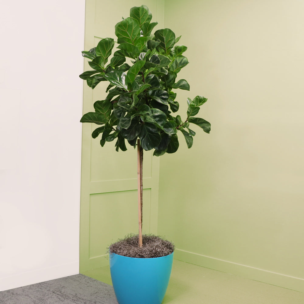 Bambino Fiddle Leaf Fig
