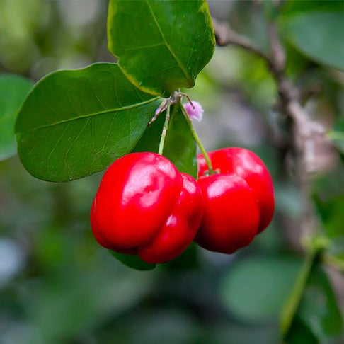 Barbados 'Acerola' Cherry Shrub