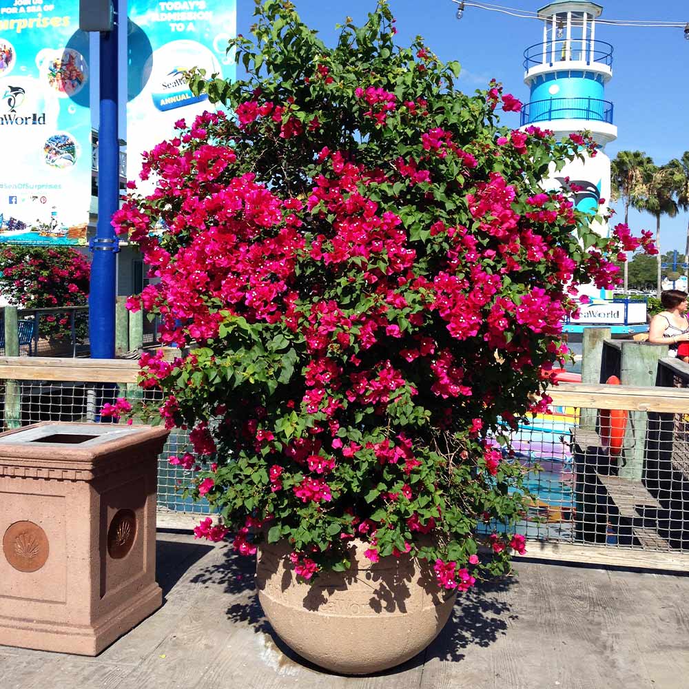 Barbara Karst Bougainvillea Vine