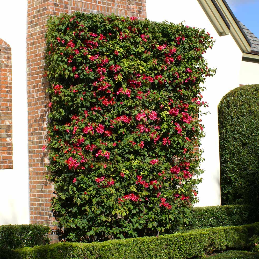 Barbara Karst Bougainvillea Vine
