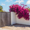Barbara Karst Bougainvillea Vine
