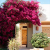 Barbara Karst Bougainvillea Vine