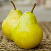 Bartlett Pear Tree