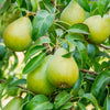 4-in-1 Pear Surprise Tree