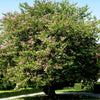 Hong Kong Orchid Tree