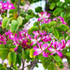 Hong Kong Orchid Tree