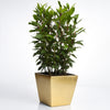 Bay Laurel - USDA Organic