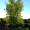 Black Bamboo Tree