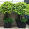 Black Bamboo Tree