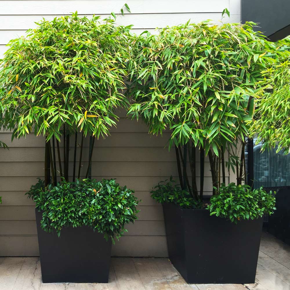 Black Bamboo Tree