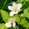 Black Satin Thornless Blackberry Bush