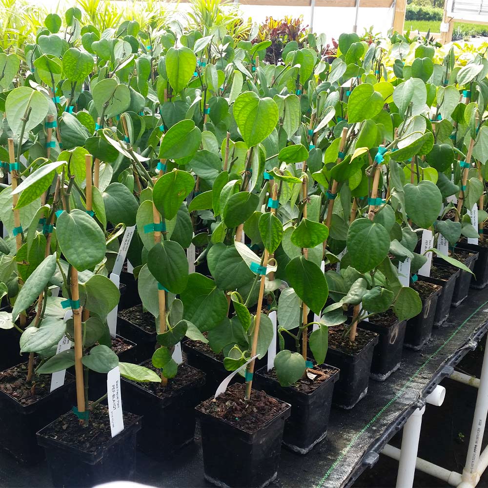Black Pepper Plant