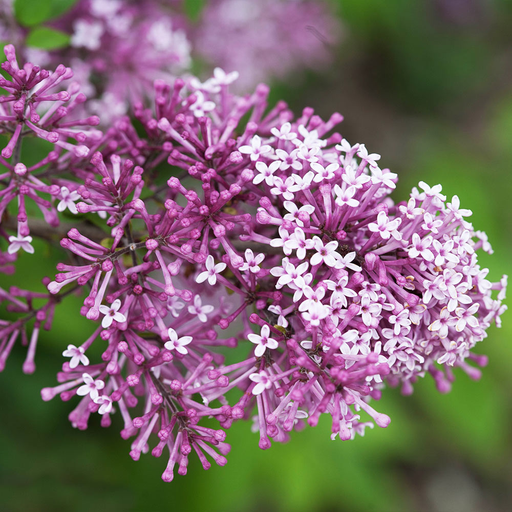 Proven Winners® Bloomerang® Lilac Shrub