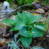 Blue Angel Hosta Plant