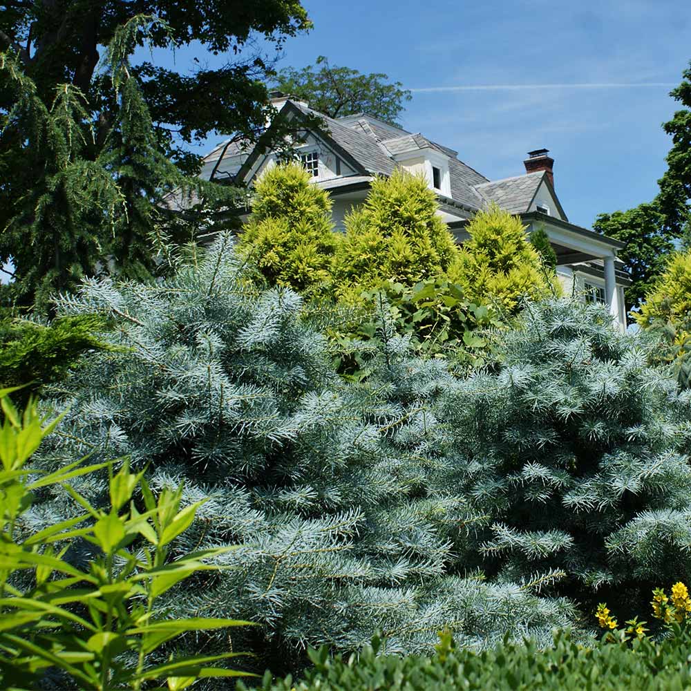 Blue Cloak White Fir Tree