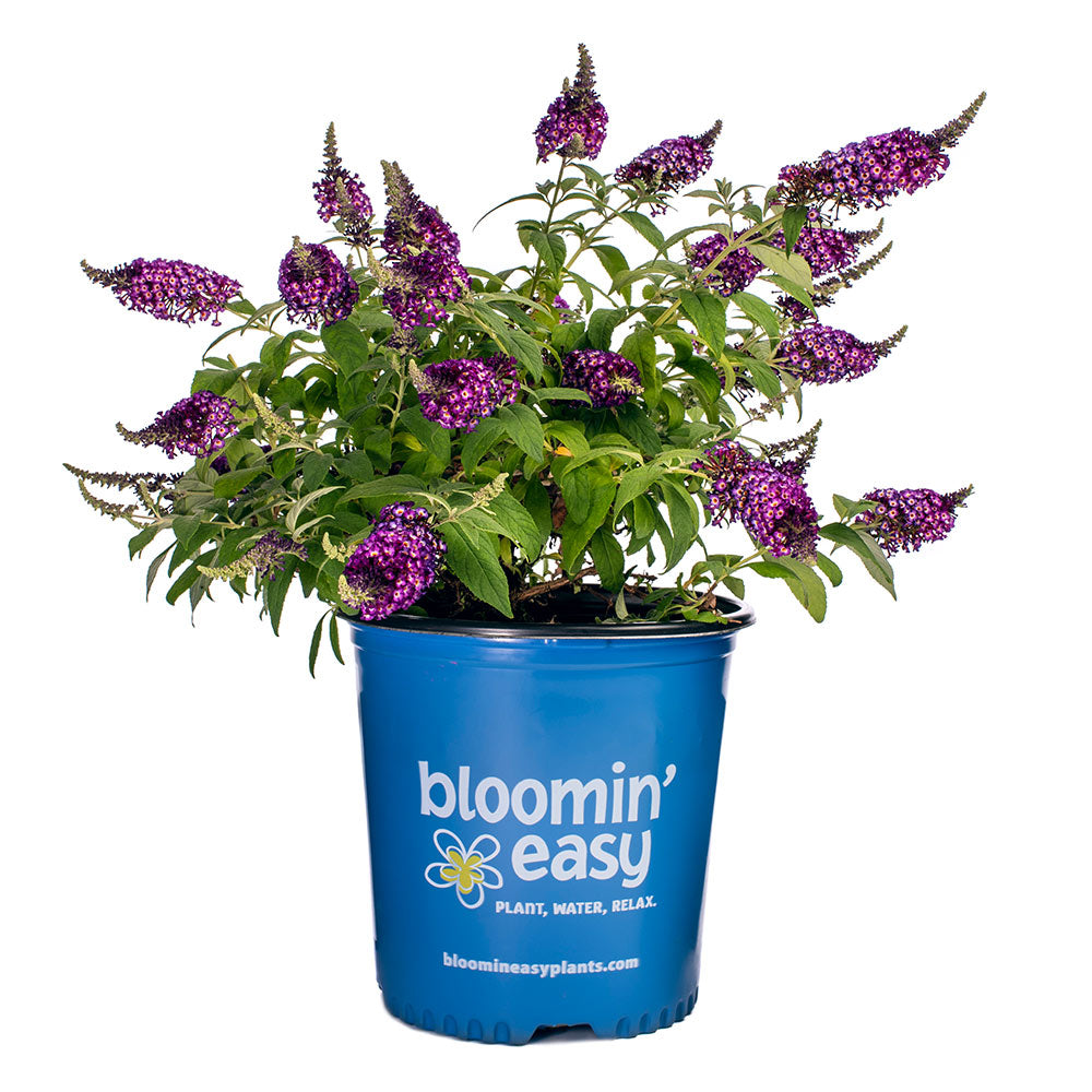 Blueberry Pie Butterfly Bush