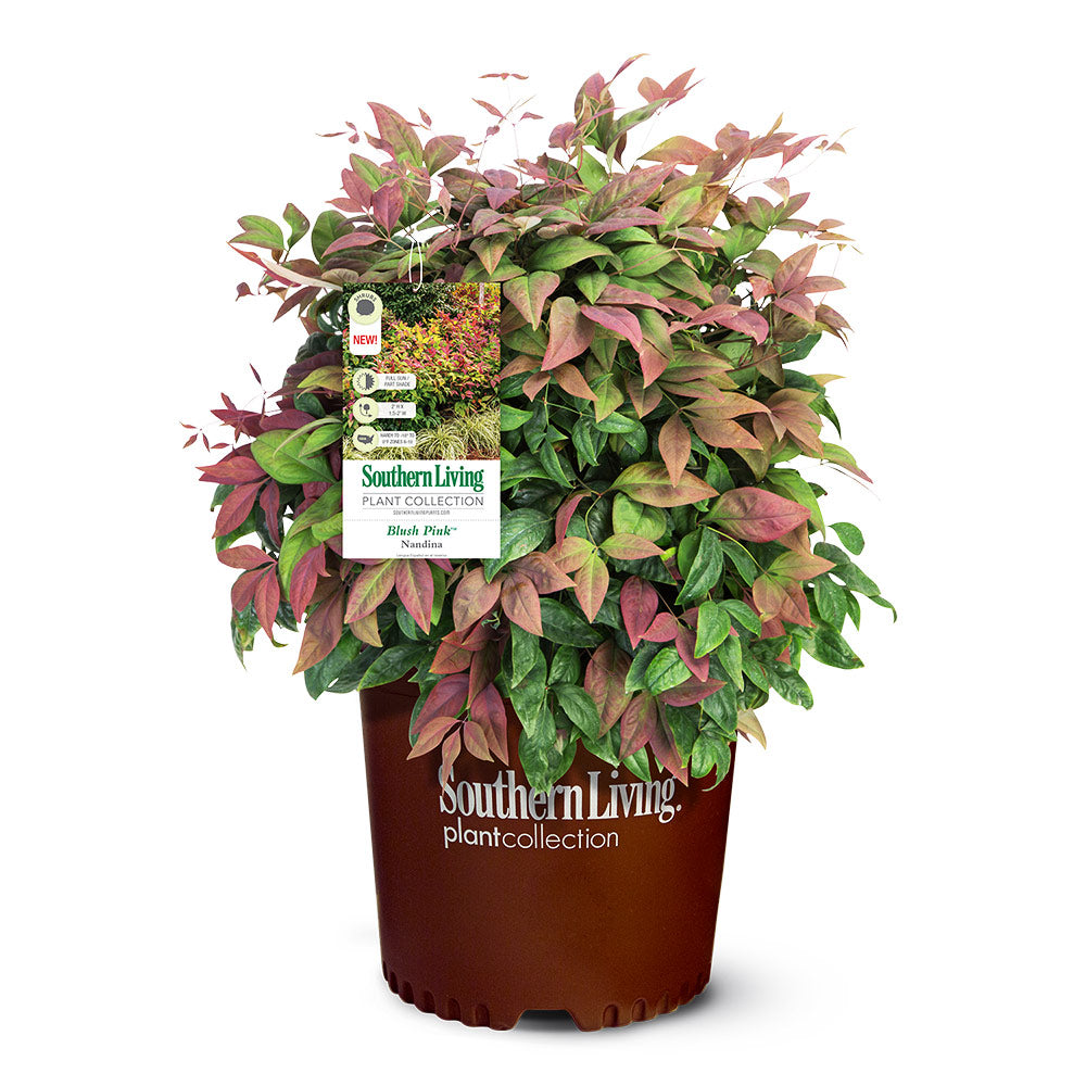 Southern Living® Blush Pink™ Nandina Shrub