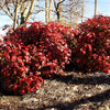 Southern Living® Blush Pink™ Nandina Shrub