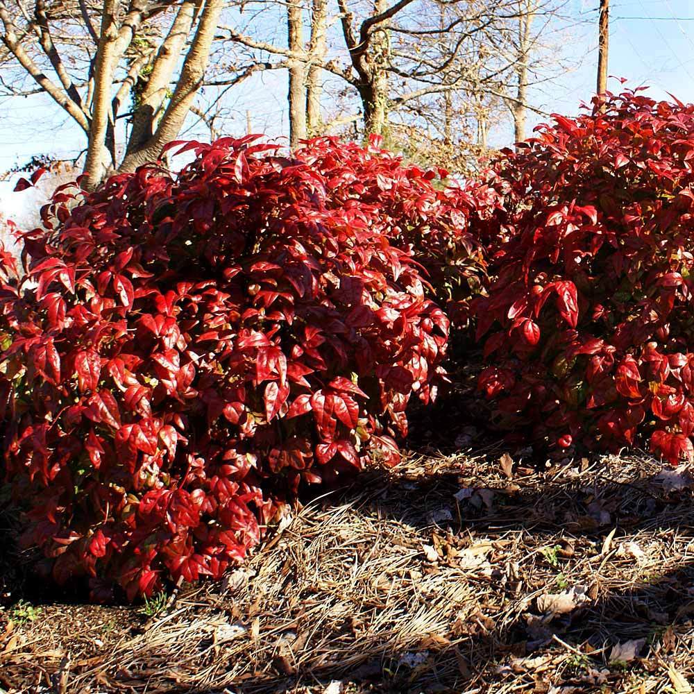 Southern Living® Blush Pink™ Nandina Shrub