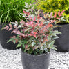 Southern Living® Blush Pink™ Nandina Shrub