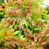 Southern Living® Blush Pink™ Nandina Shrub