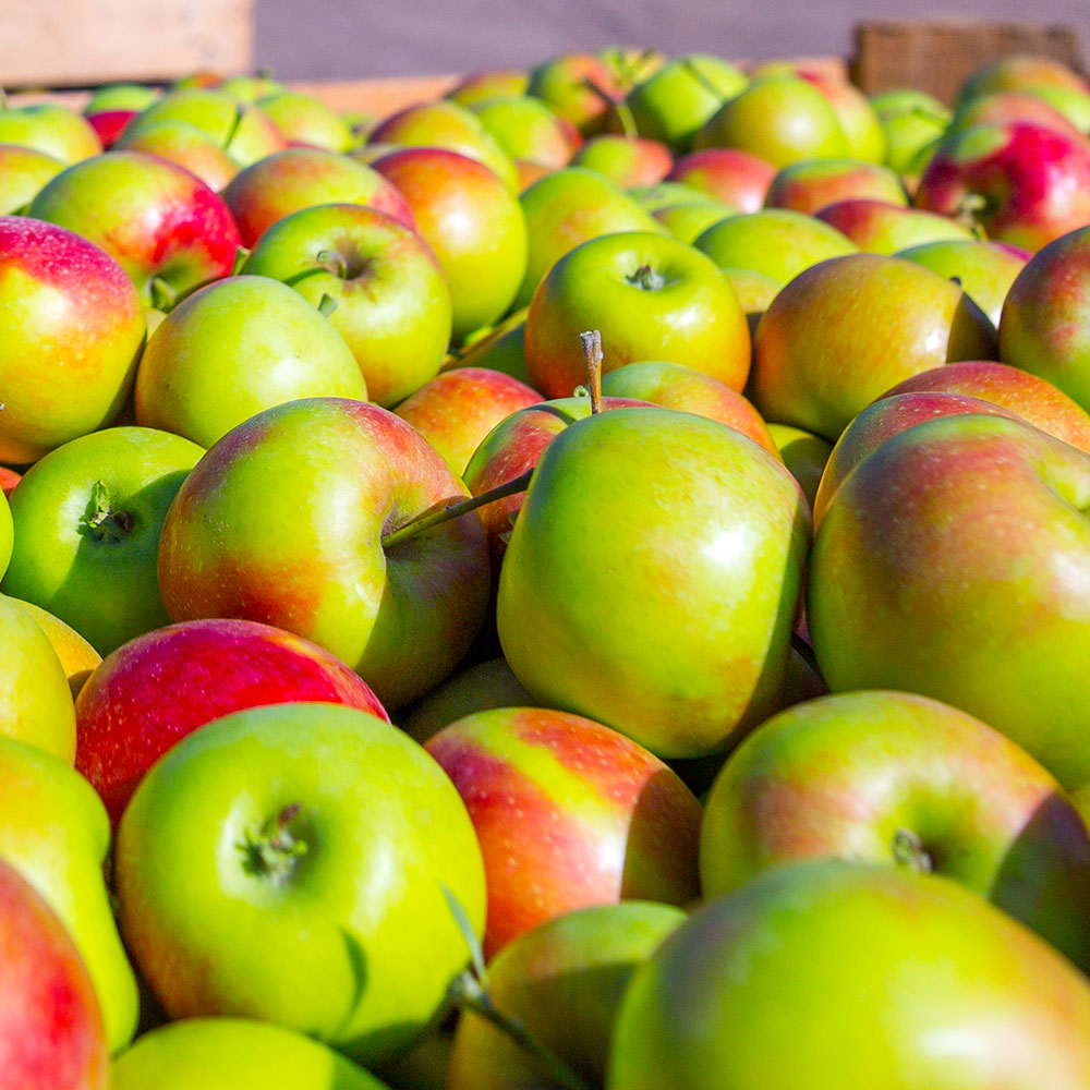 Fruit Snacks® Blushing Delight™ Columnar Apple Tree