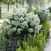 Proven Winners® Bobo® Hydrangea Shrub