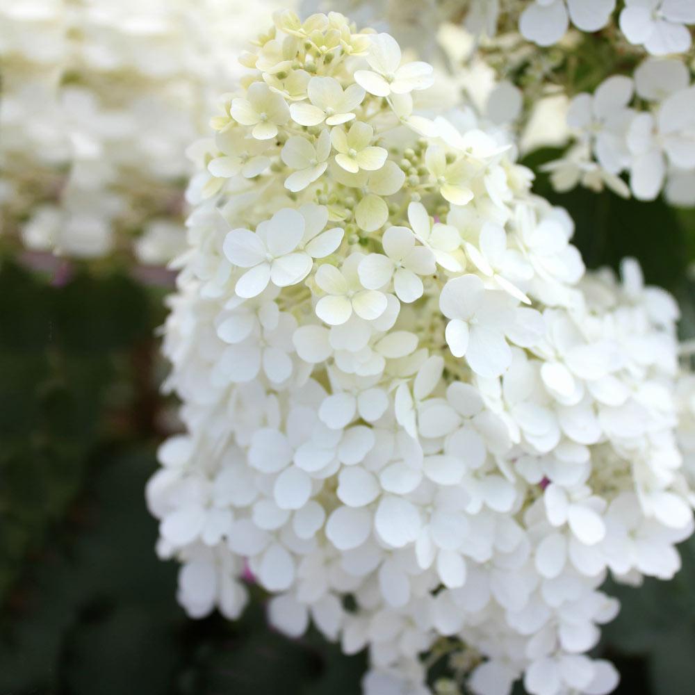 Proven Winners® Bobo® Hydrangea Shrub