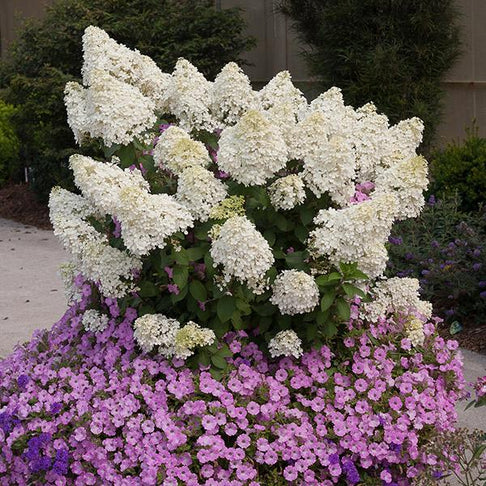 Proven Winners® Bobo® Hydrangea Shrub