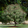 Bonfire Patio Peach Tree