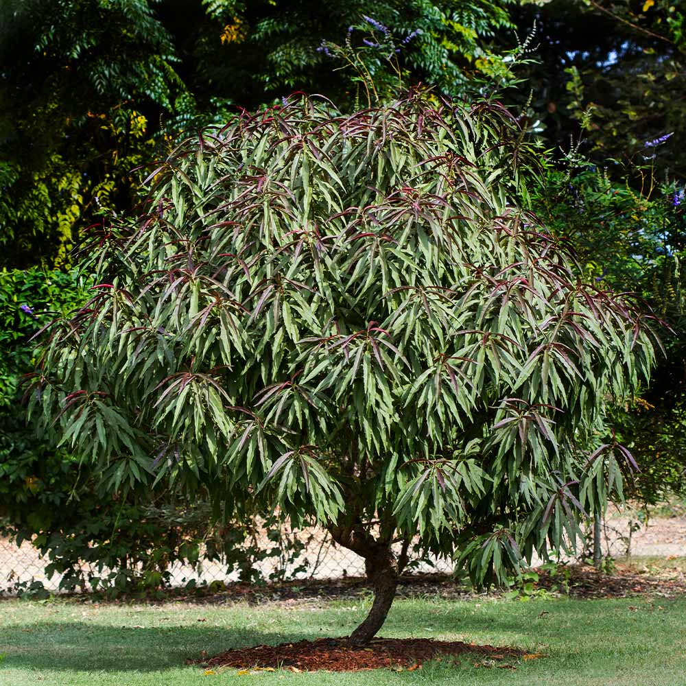 Bonfire Patio Peach Tree